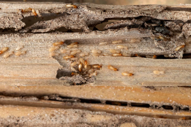 Best Local Pest Control Services  in Smithville, TN