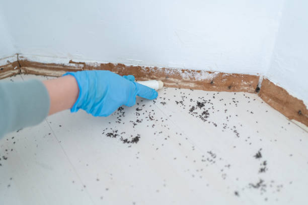 Insect Control in Smithville, TN